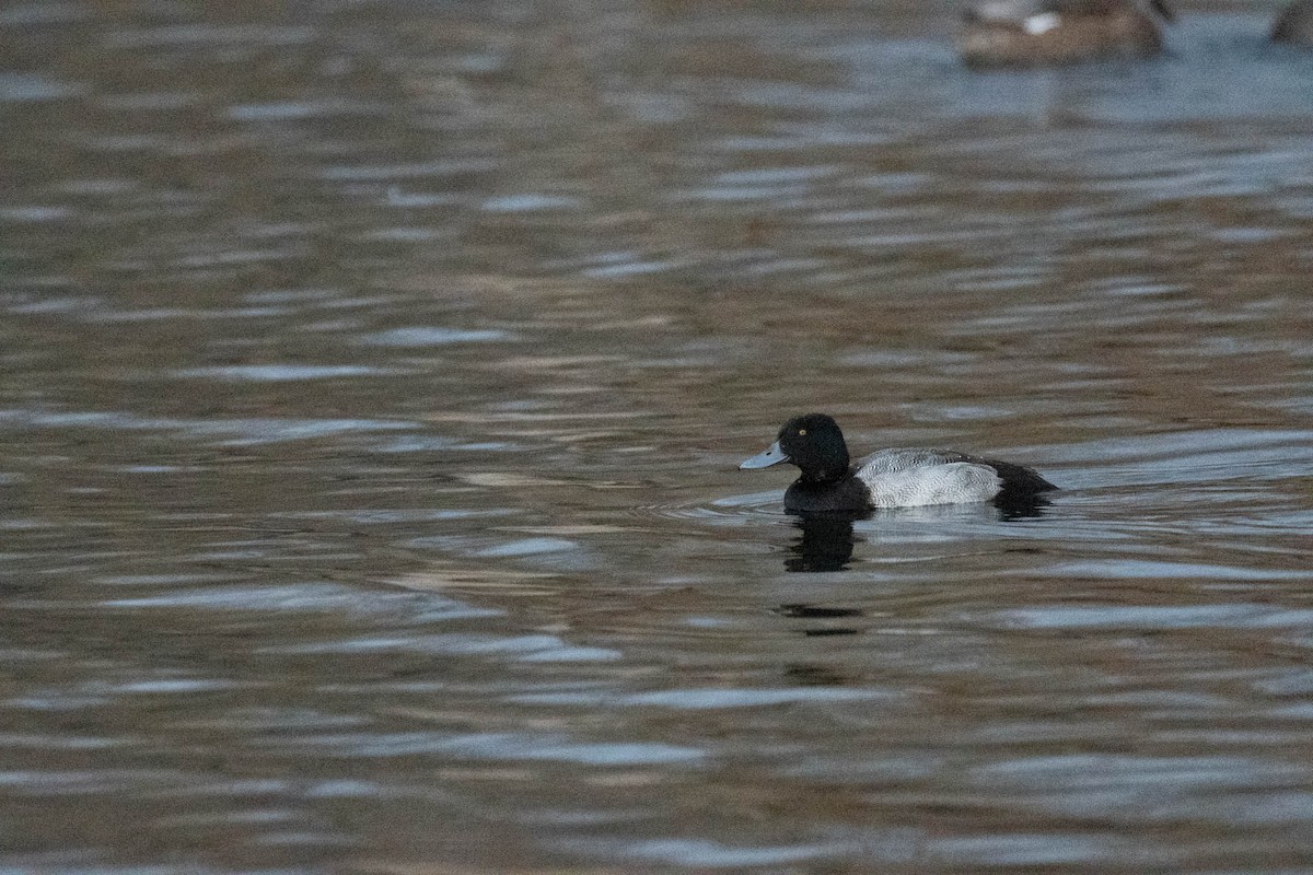 Greater Scaup - ML645472844