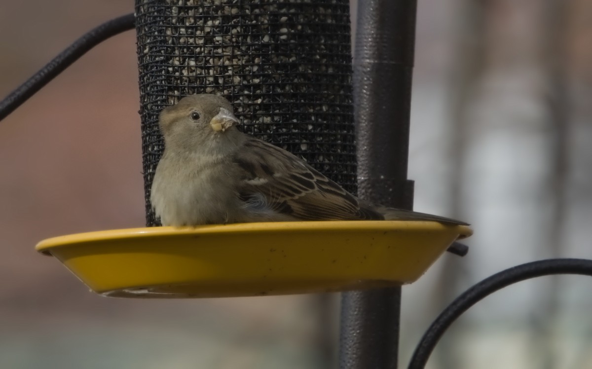 House Sparrow - ML645472845