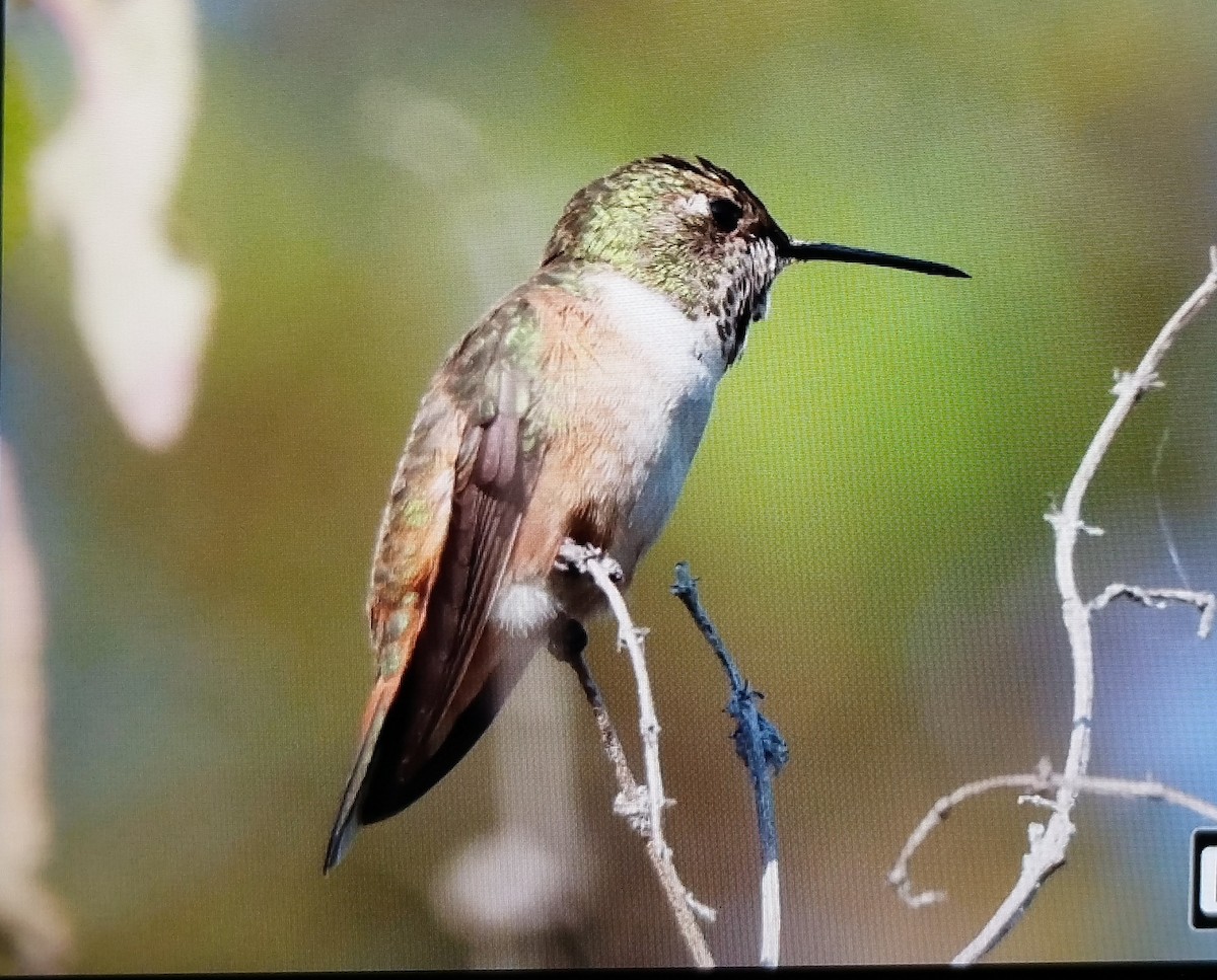 アレンハチドリ - ML645472846