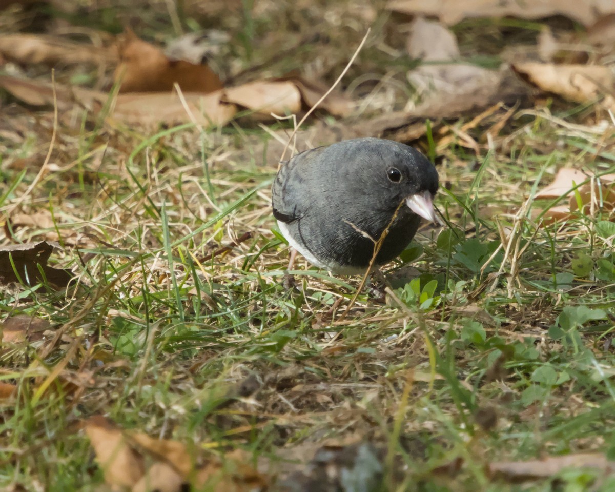 Dark-eyed Junco (Slate-colored) - ML645472847