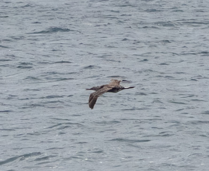 Alcatraz Atlántico - ML645472848