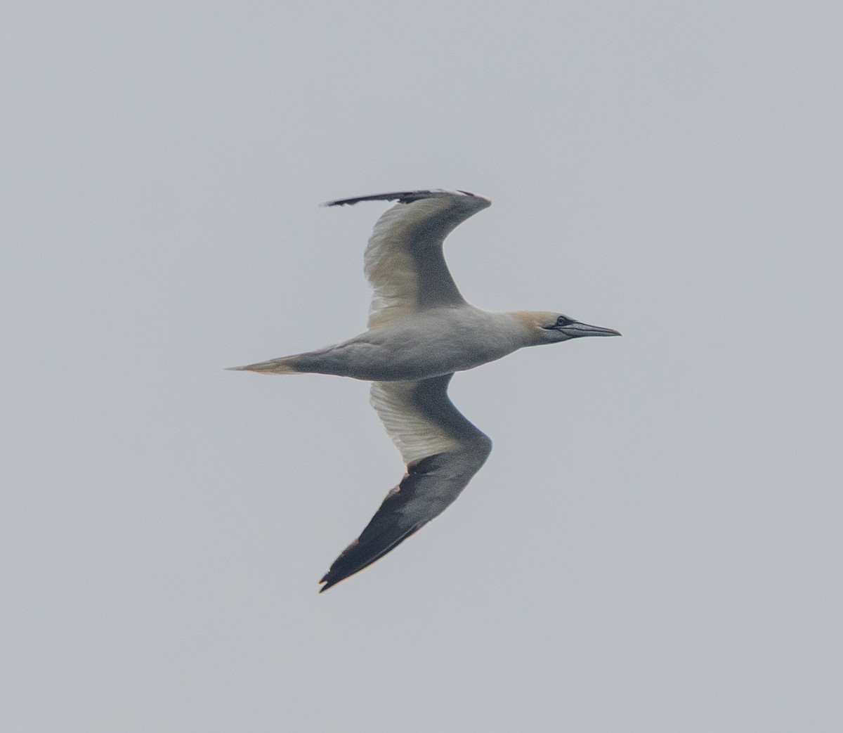 Alcatraz Atlántico - ML645472851