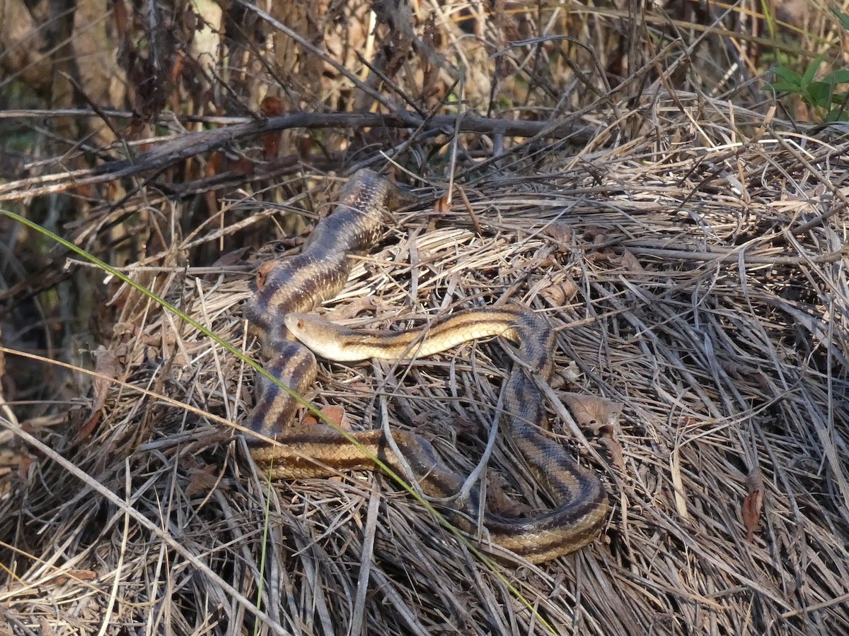 Animals - ML645472866