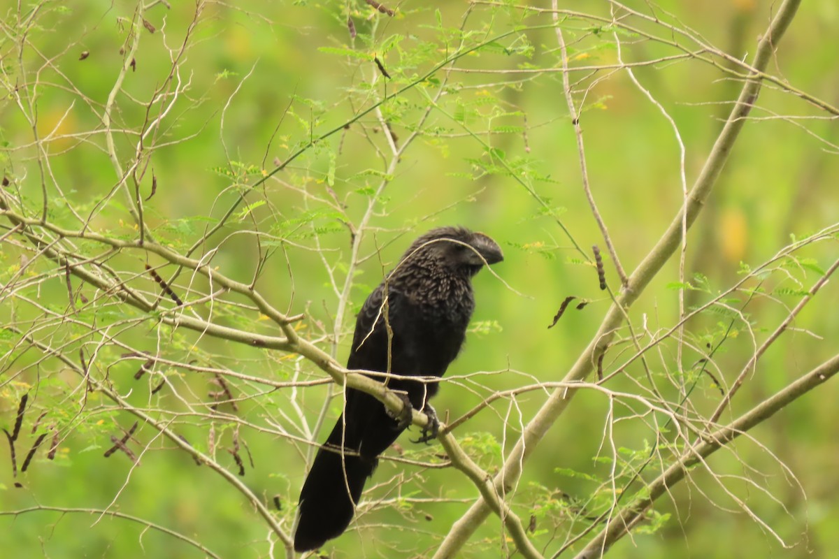 Smooth-billed Ani - ML645472876
