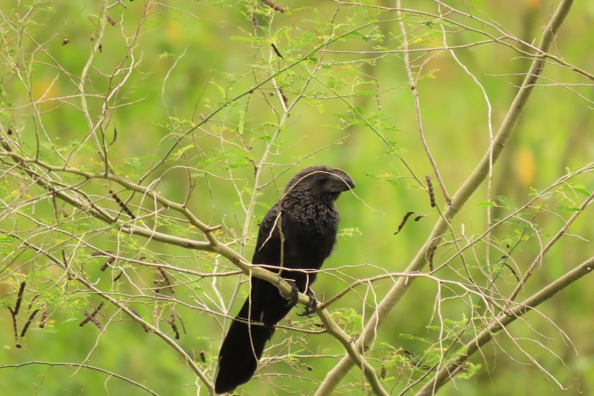 Smooth-billed Ani - ML645472877
