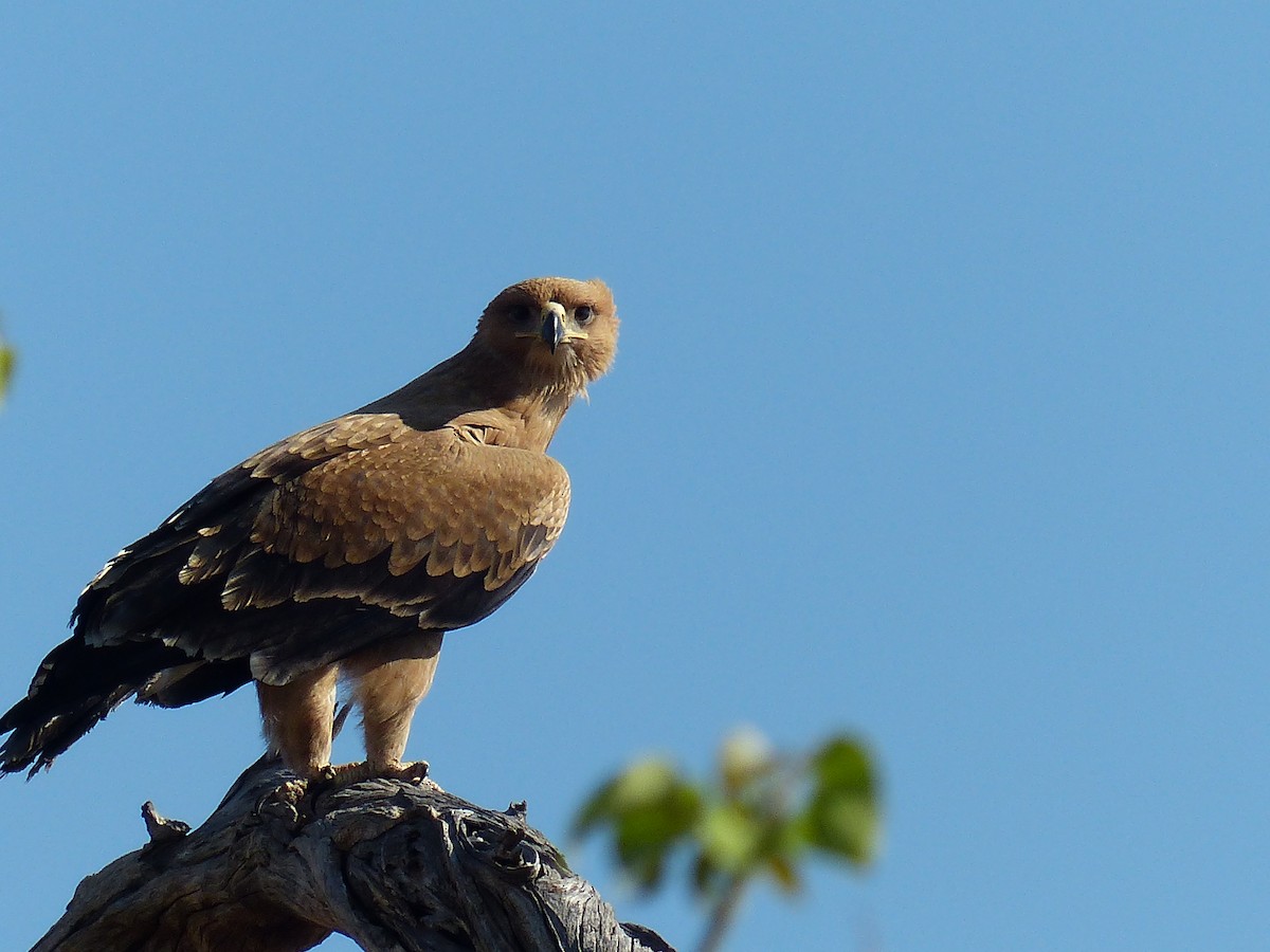 Tawny Eagle - ML645472878