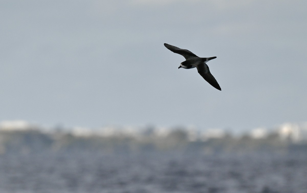 bermudapetrell - ML645472879