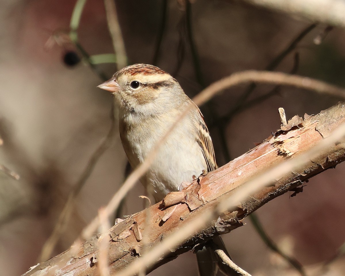 Chipping Sparrow - ML645472881
