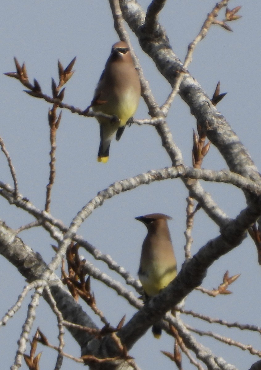 ヒメレンジャク - ML645472883