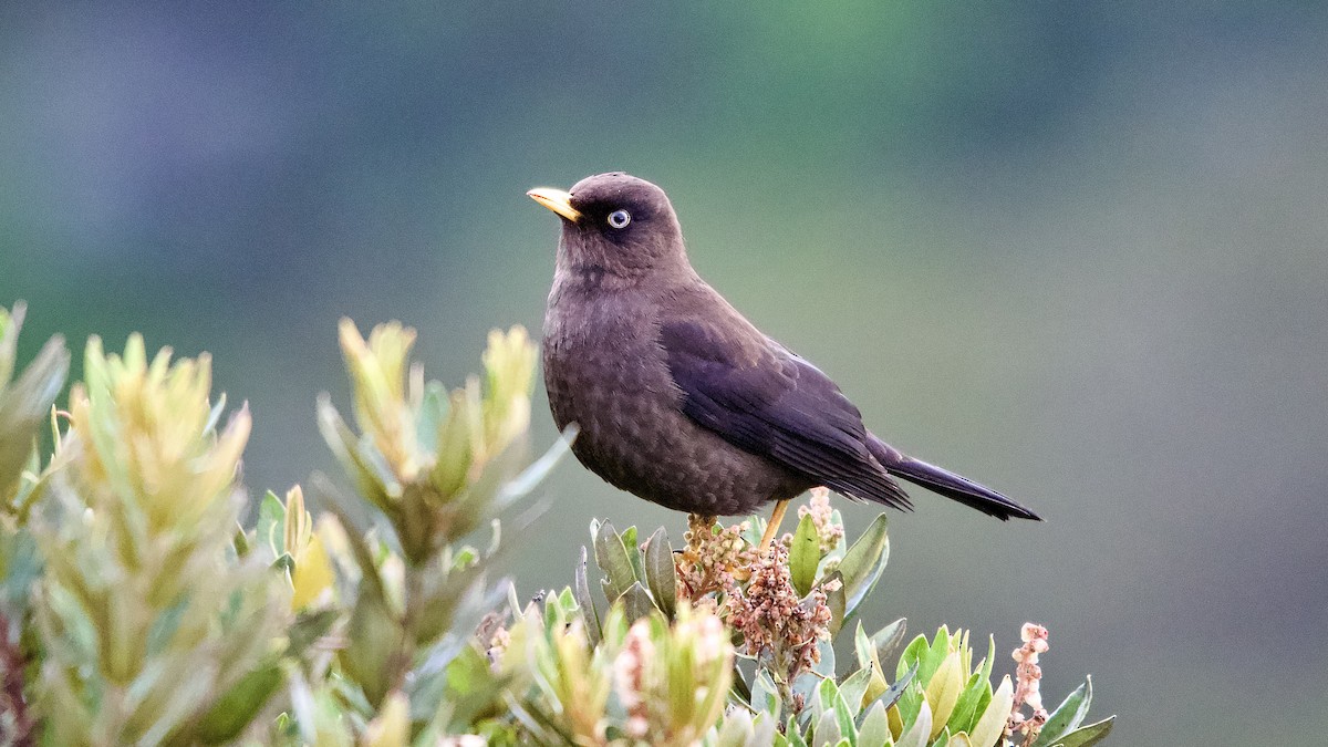 Sooty Thrush - ML645472895