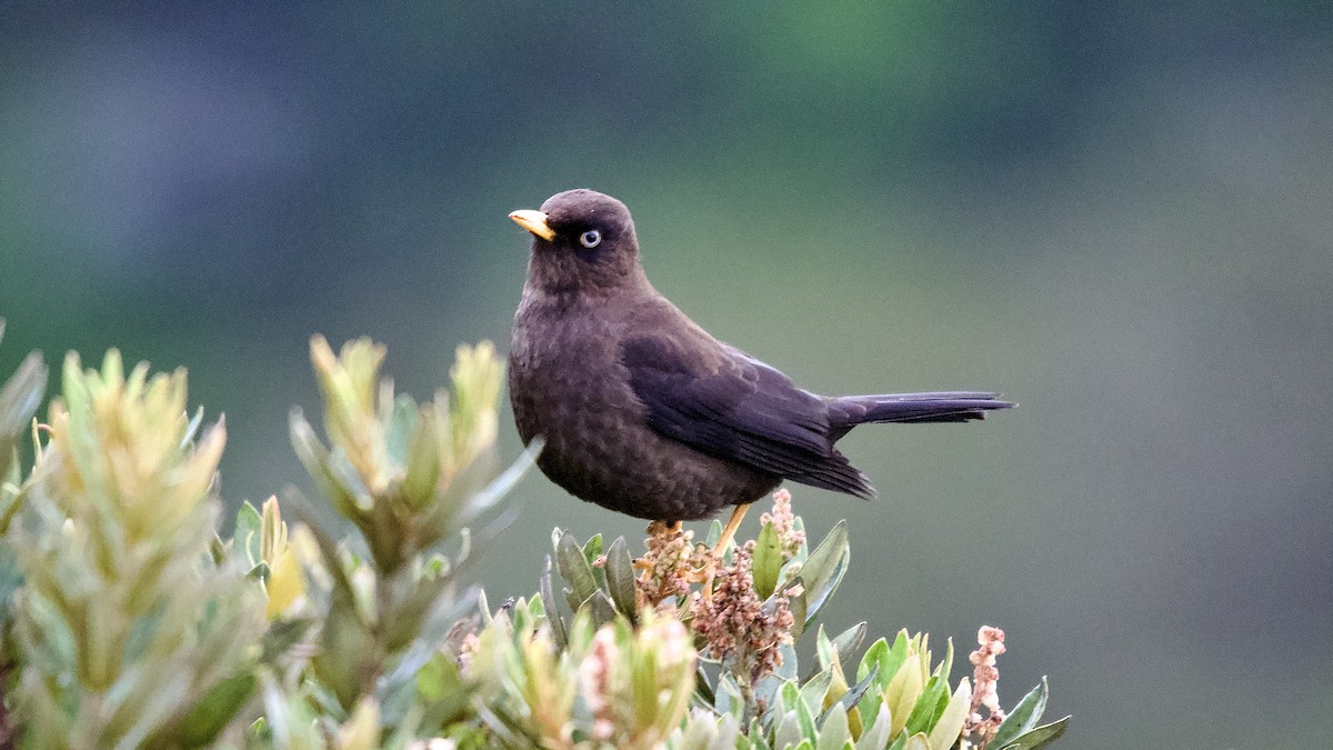 Sooty Thrush - ML645472896