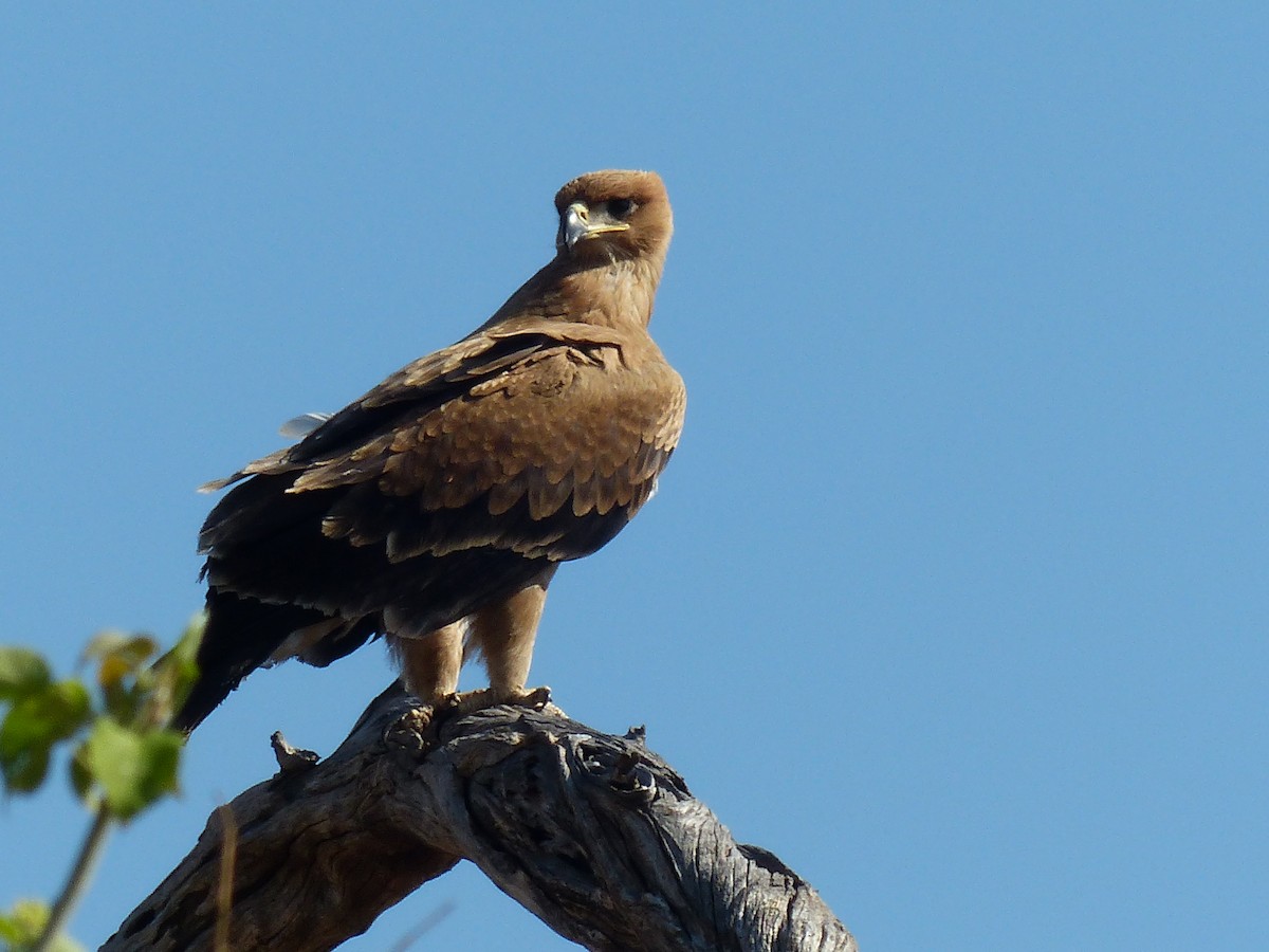 Tawny Eagle - ML645472899