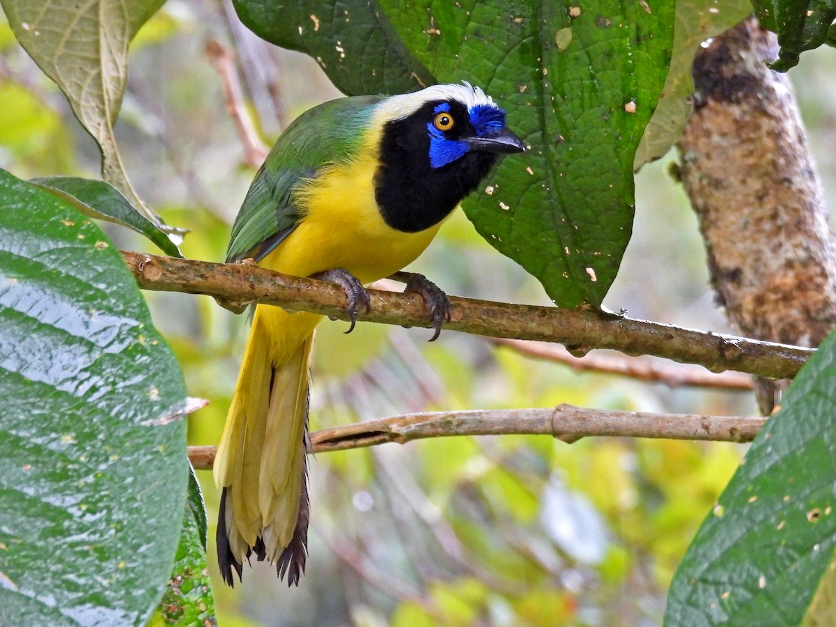 Geai vert - ML645472900