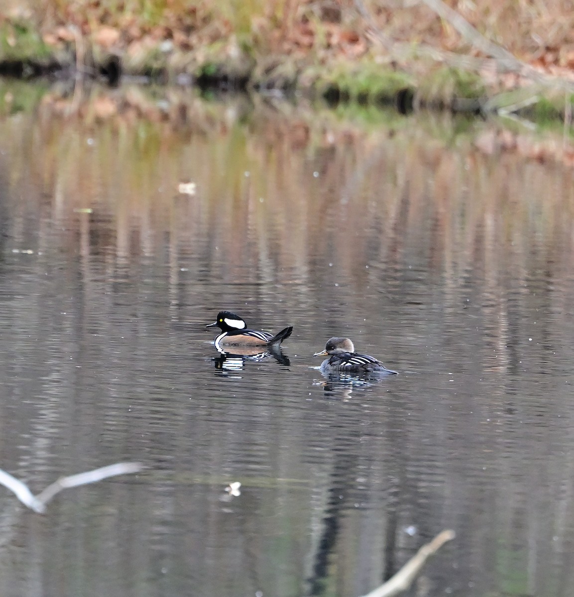 オウギアイサ - ML645472901