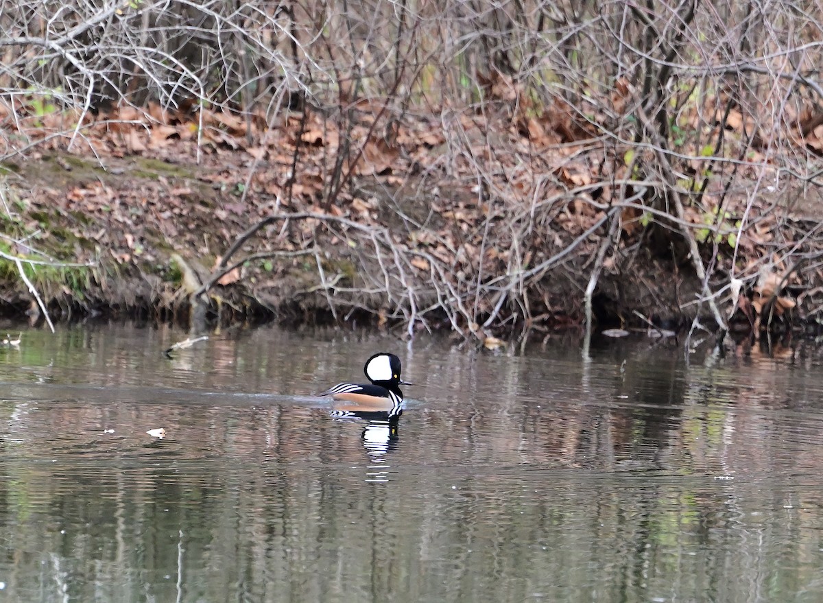 オウギアイサ - ML645472902