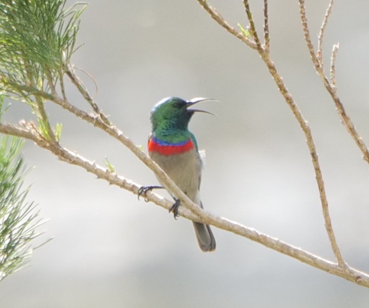 Southern Double-collared Sunbird - ML645472910