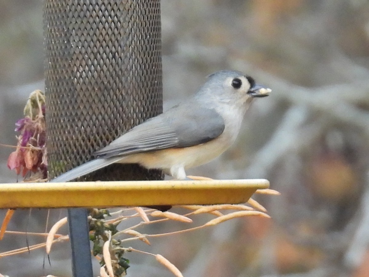 gråduskmeis - ML645472917