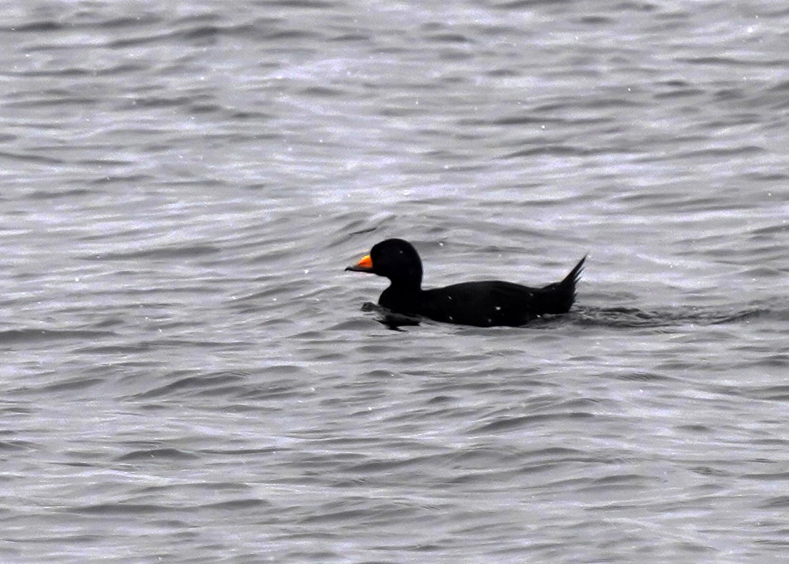 Black Scoter - ML645472918