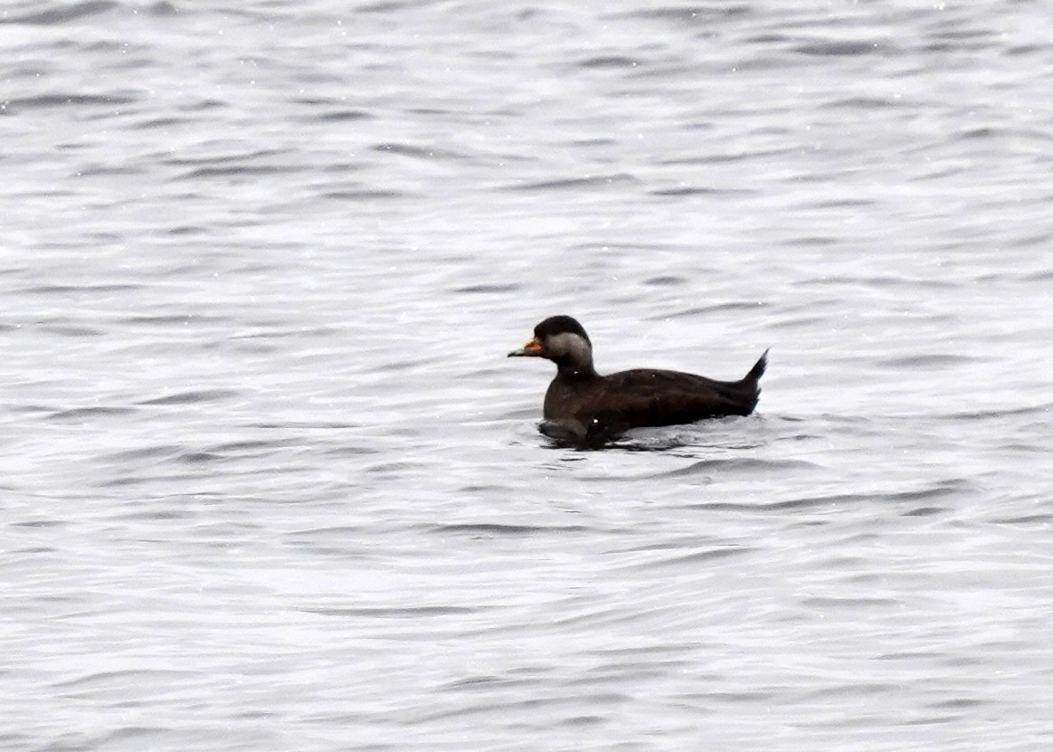 Black Scoter - ML645472919
