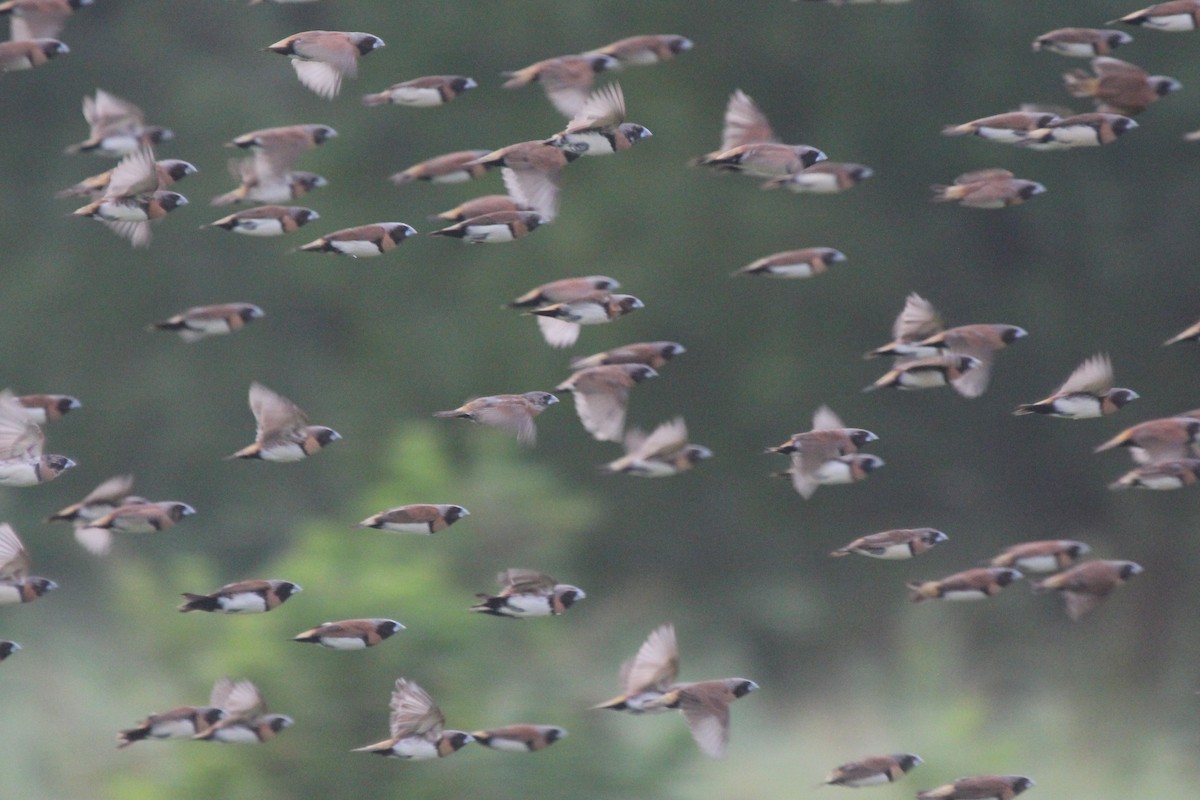 シマコキン - ML645472923