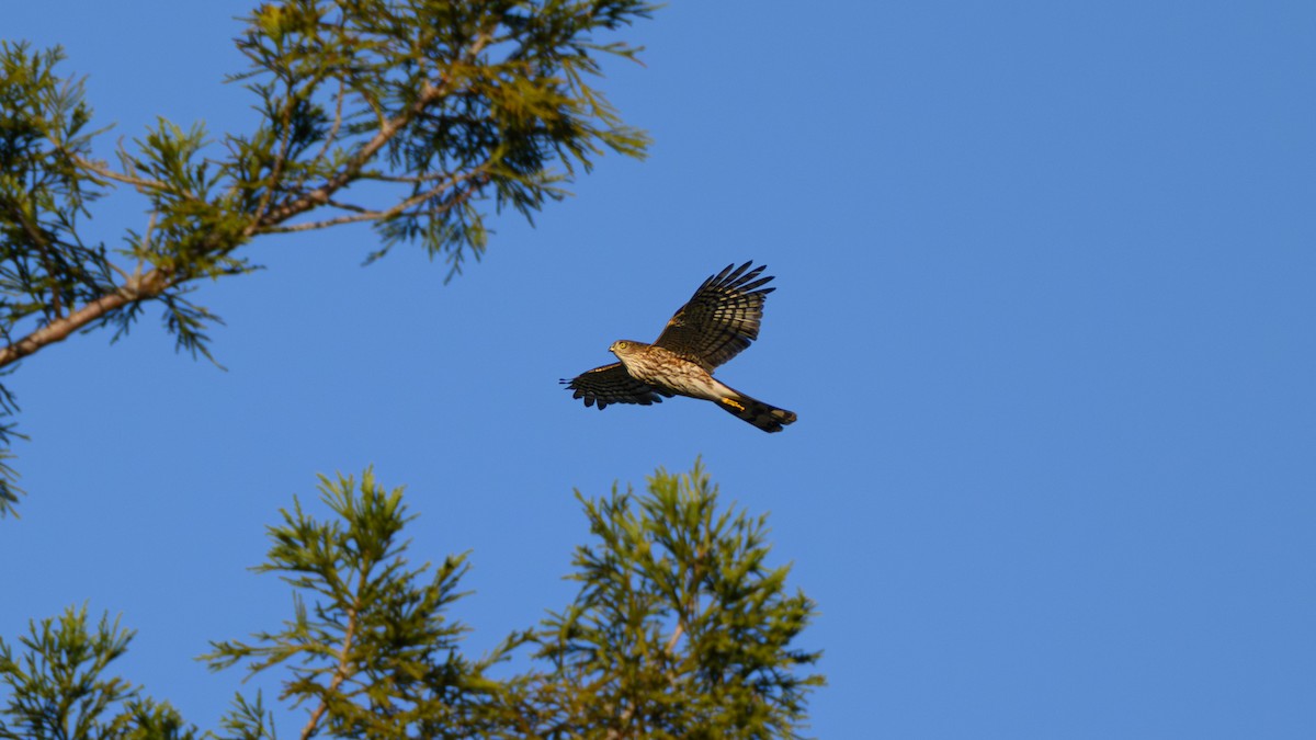 Sharp-shinned Hawk - ML645472927