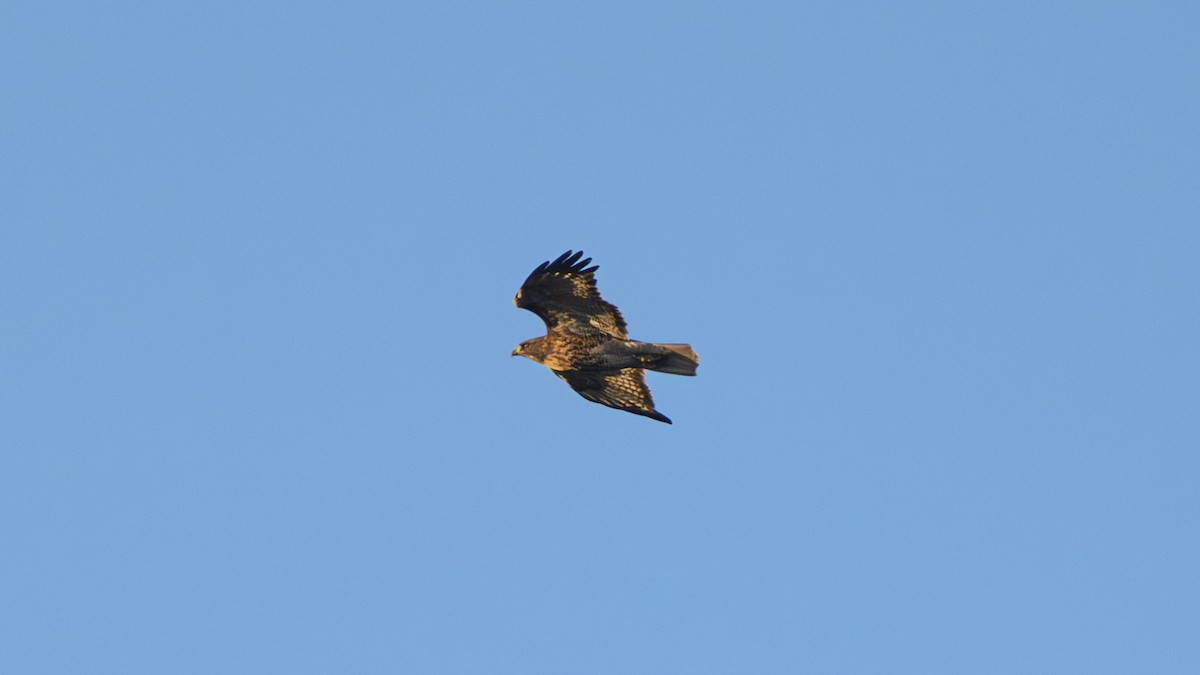 Red-tailed Hawk - ML645472931