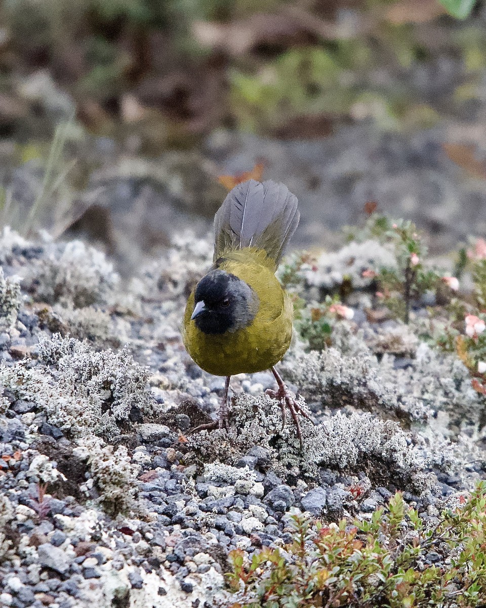 Large-footed Finch - ML645472942