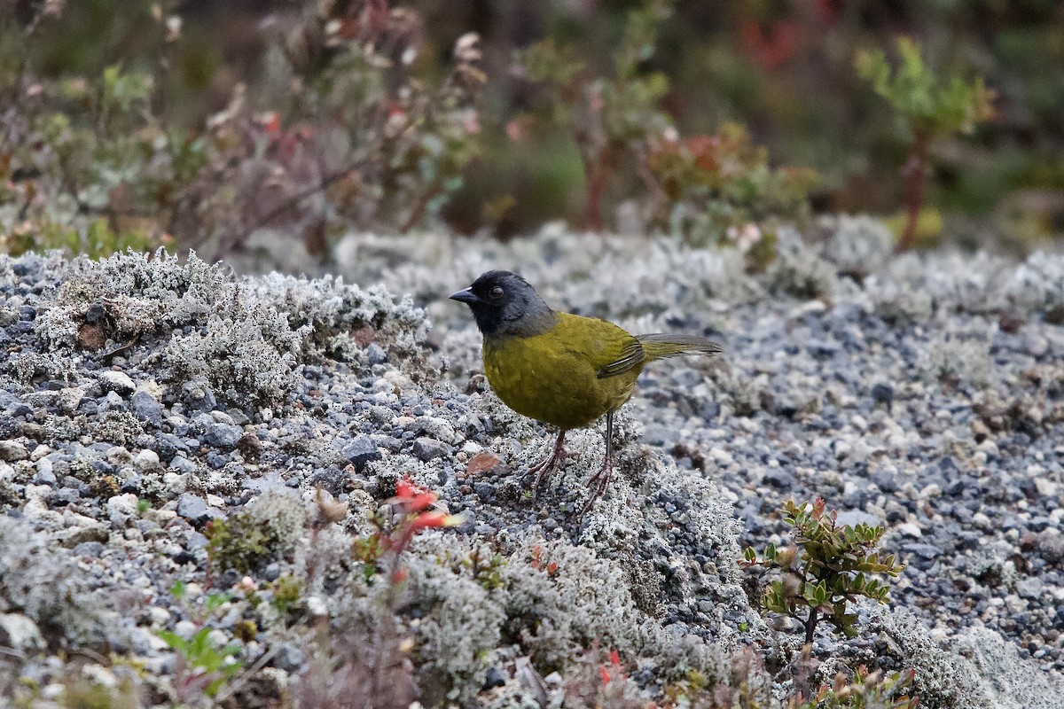 Large-footed Finch - ML645472943