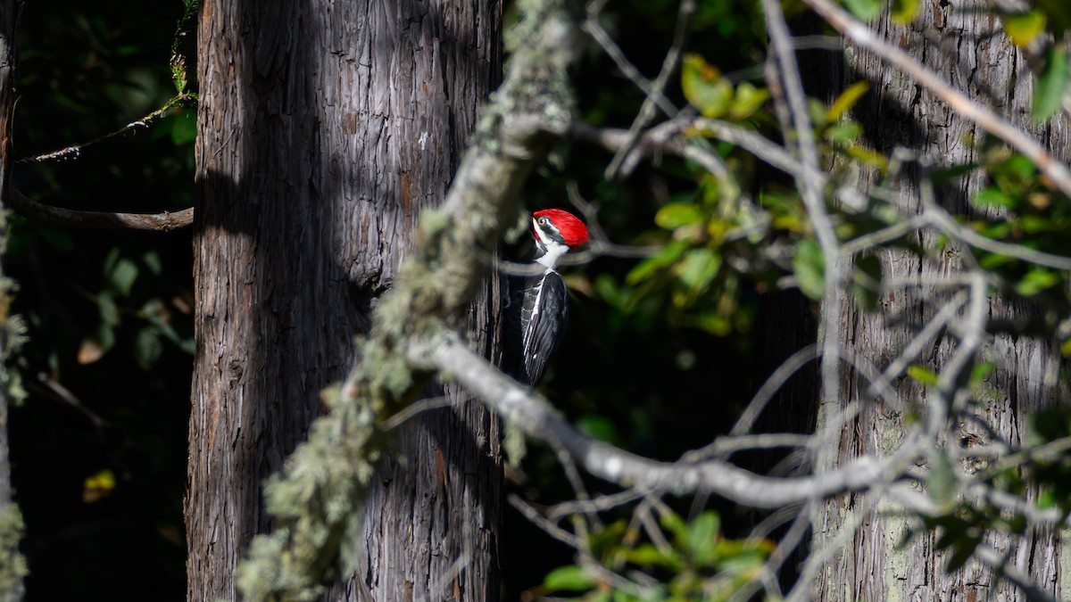 Pileated Woodpecker - ML645472945