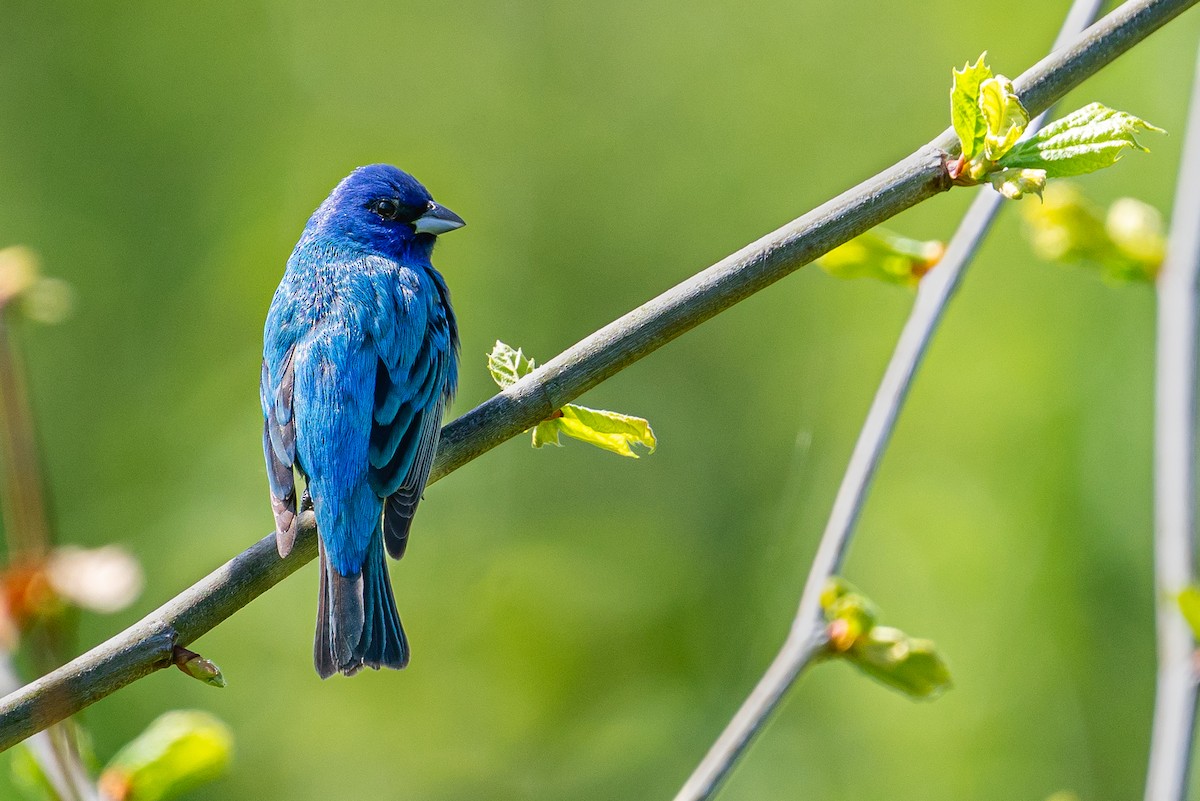 Indigo Bunting - ML645472946