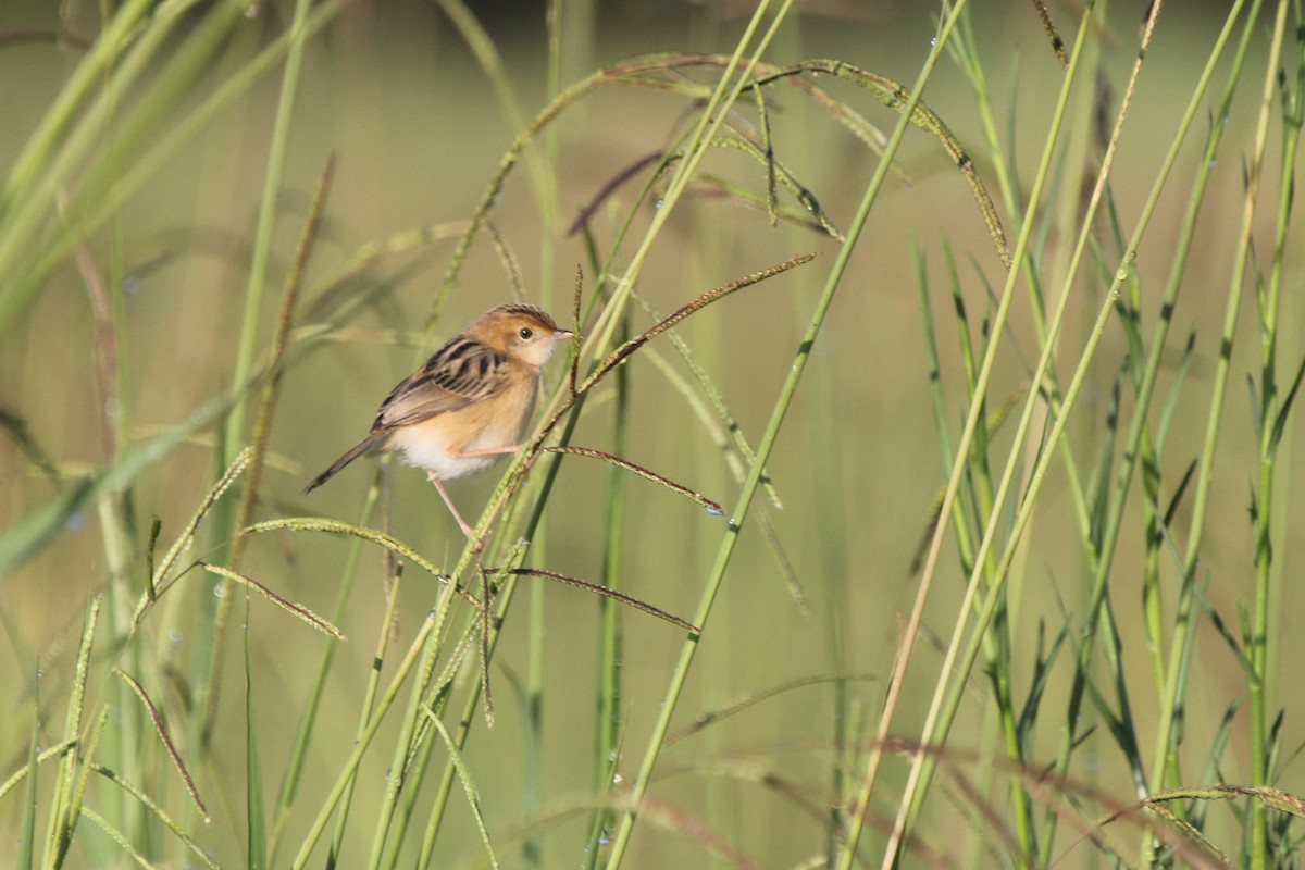 タイワンセッカ - ML645472947