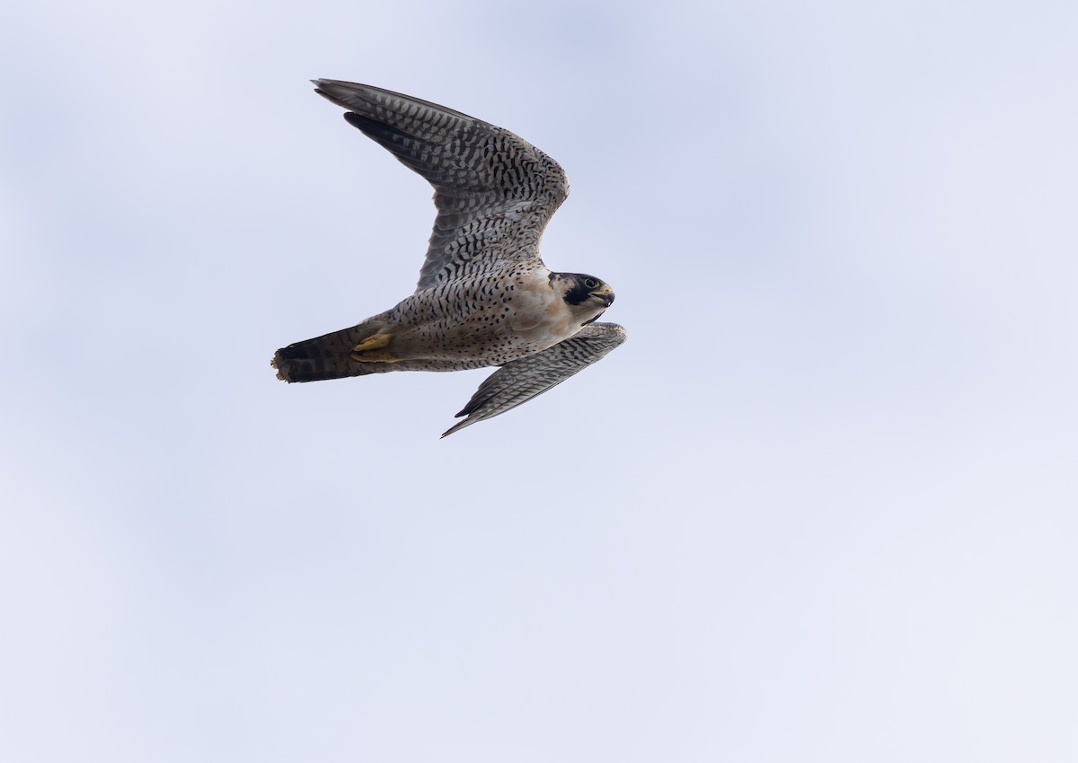 遊隼 - ML645472949