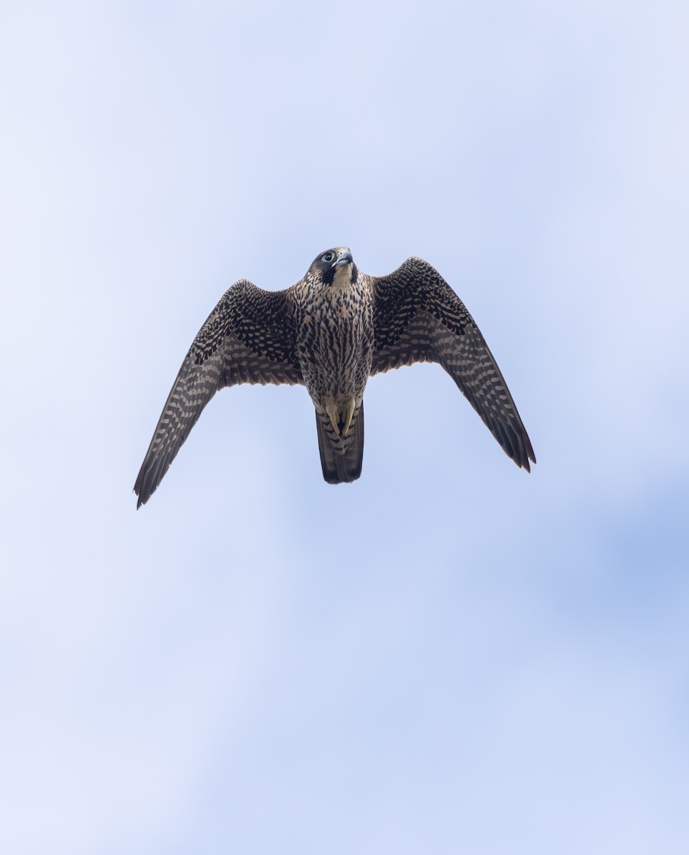 遊隼 - ML645472950