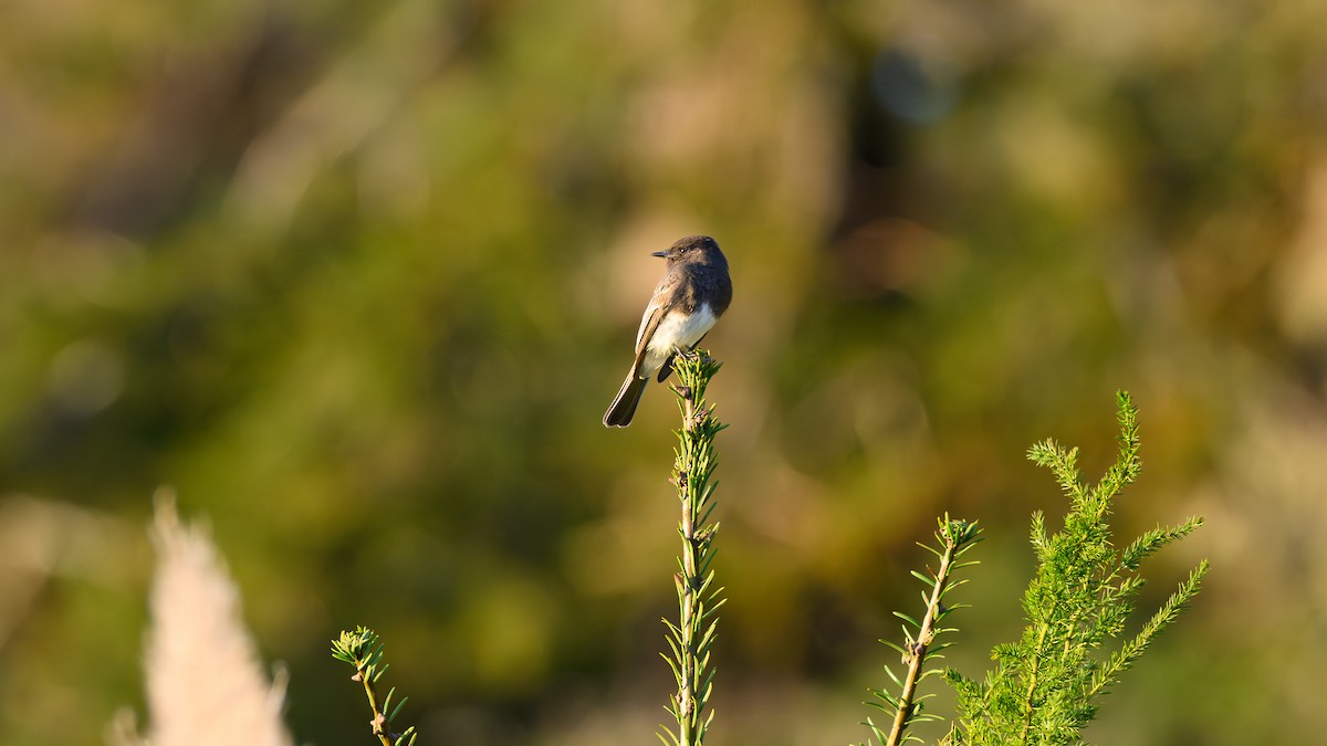 Black Phoebe - ML645472951