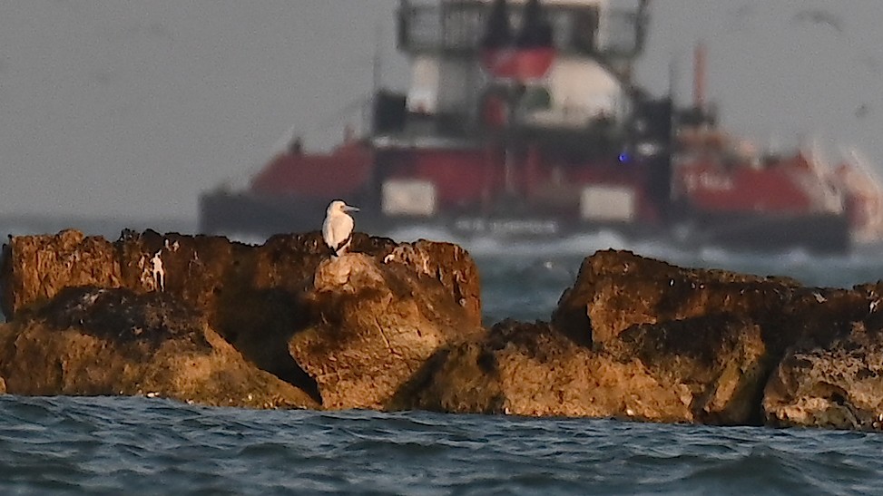 Red-footed Booby - ML645472958