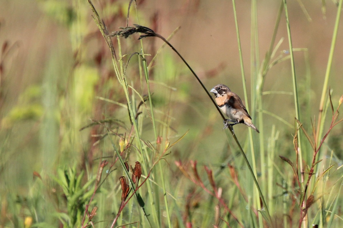シマコキン - ML645472960