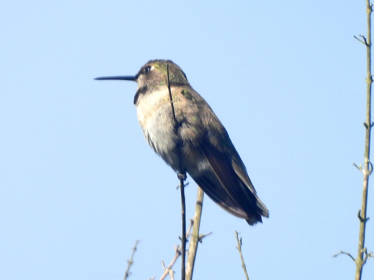 Black-chinned Hummingbird - ML645472961