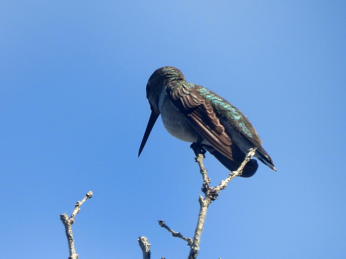 Black-chinned Hummingbird - ML645472962