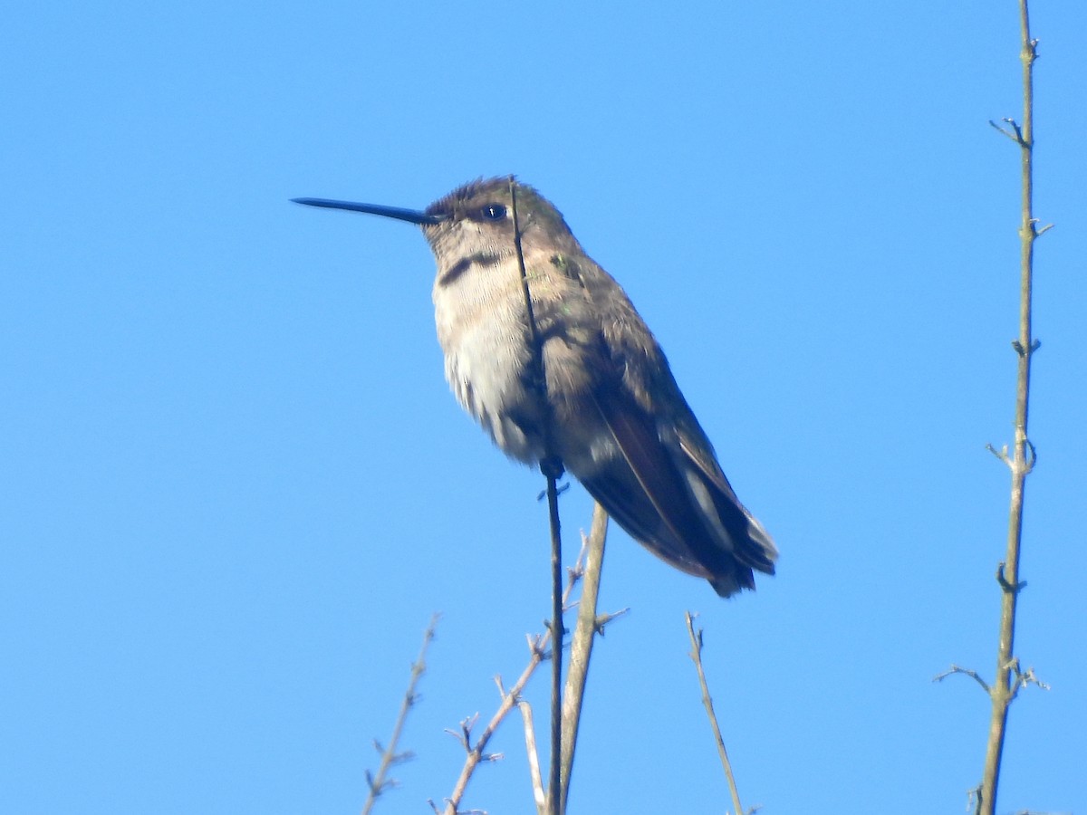 Black-chinned Hummingbird - ML645472963