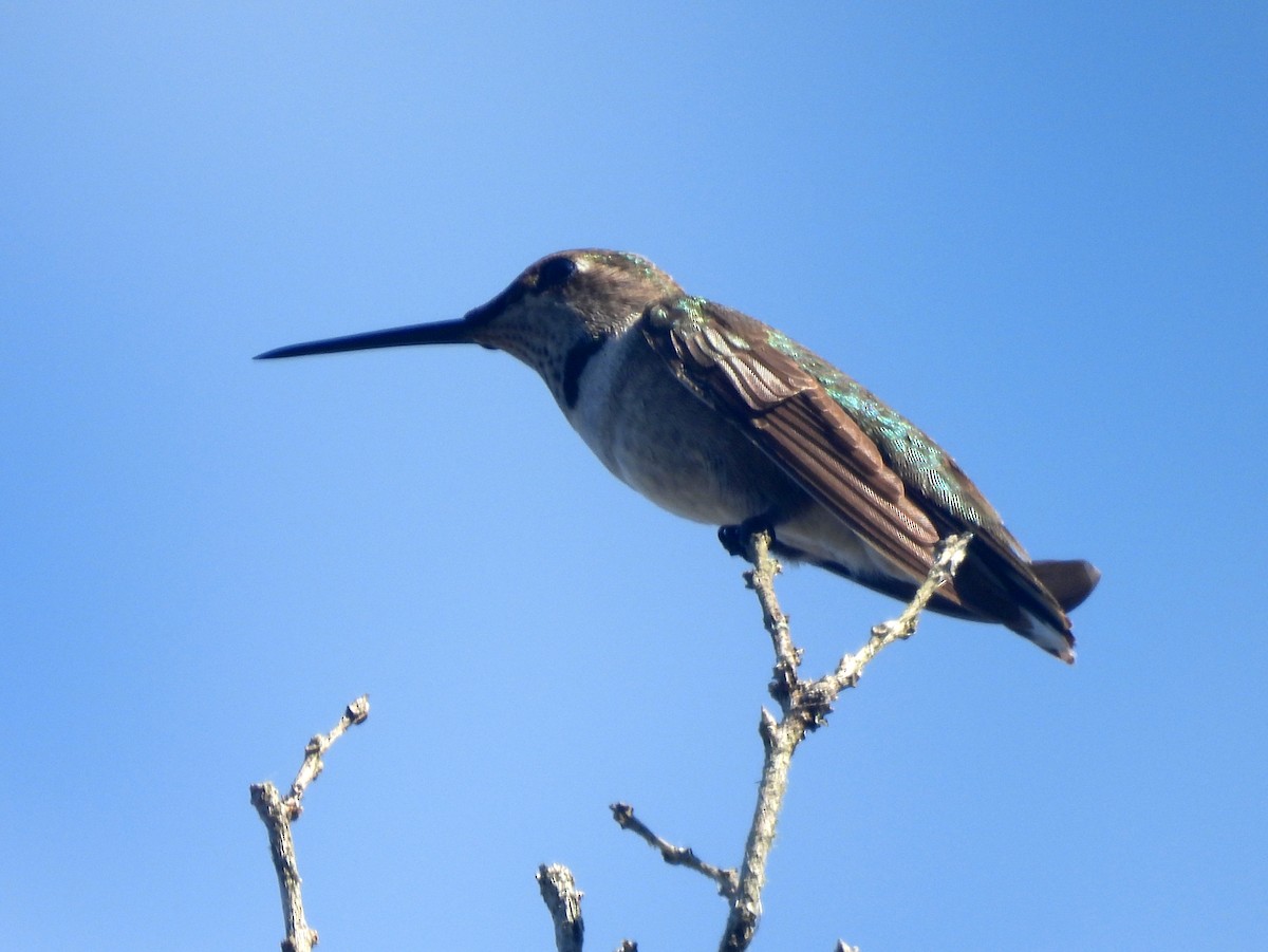 Black-chinned Hummingbird - ML645472965