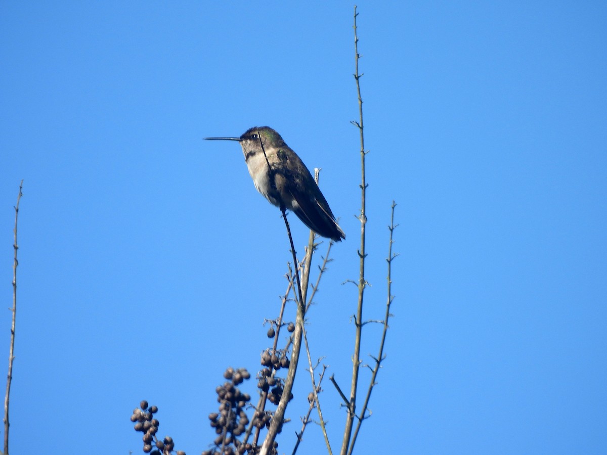 Black-chinned Hummingbird - ML645472966