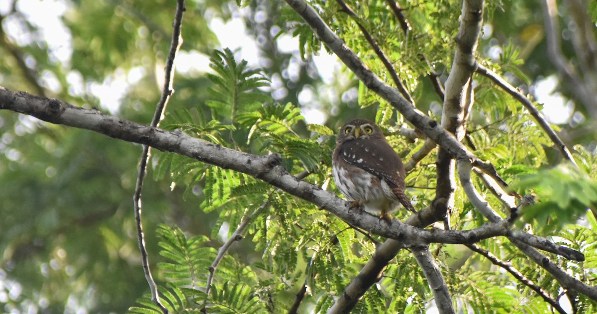 Ferruginous Pygmy-Owl - ML645472971