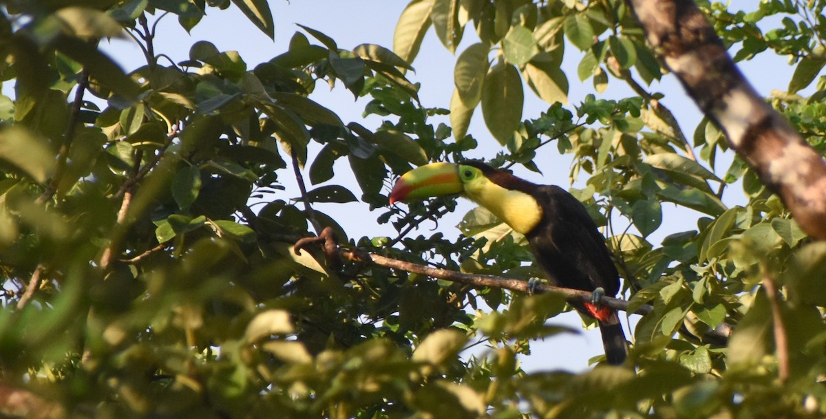 tukan středoamerický - ML645472974