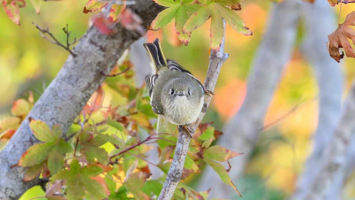 Ruby-crowned Kinglet - ML645472975