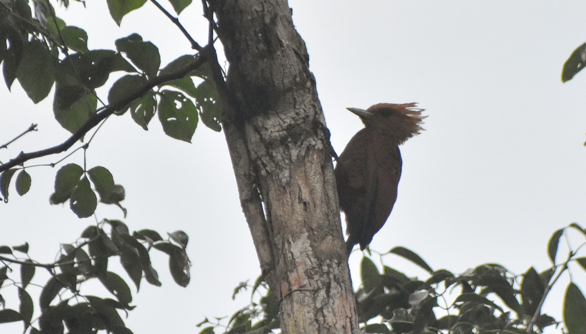 Kestane Renkli Ağaçkakan - ML645472977