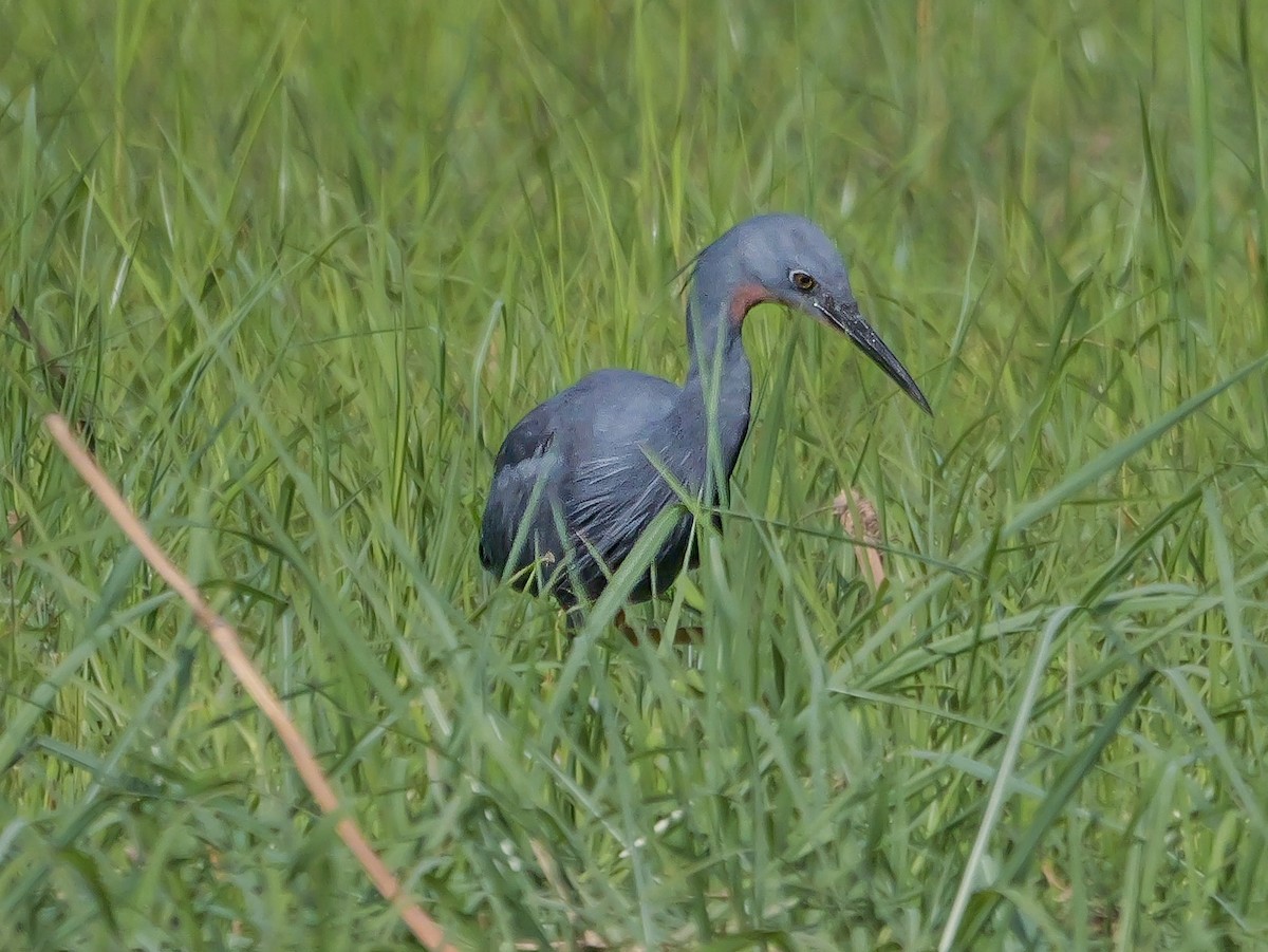 Braunkehlreiher - ML645472978
