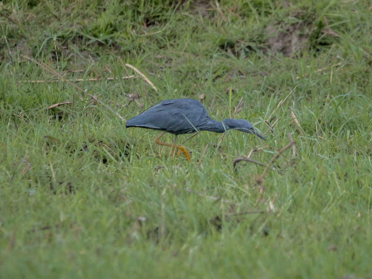 Braunkehlreiher - ML645472979