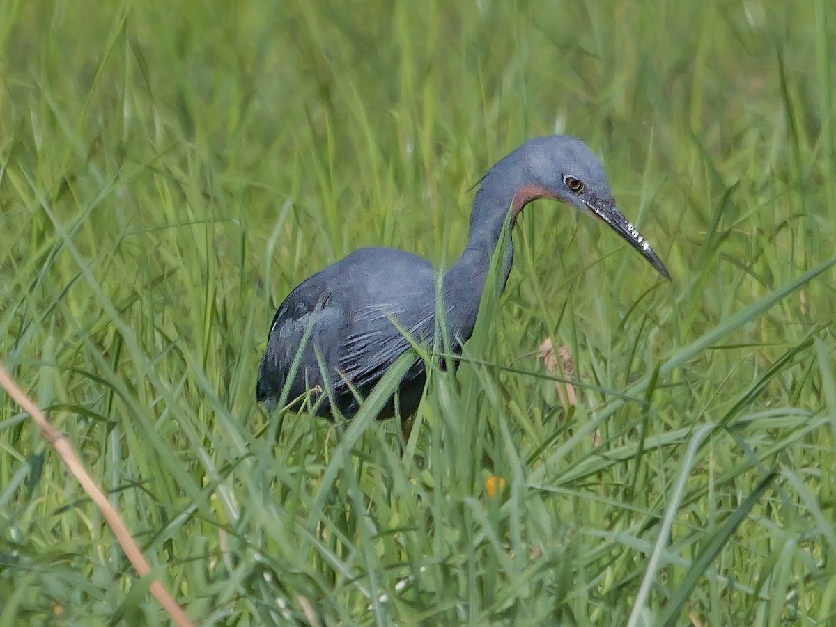 Braunkehlreiher - ML645472980