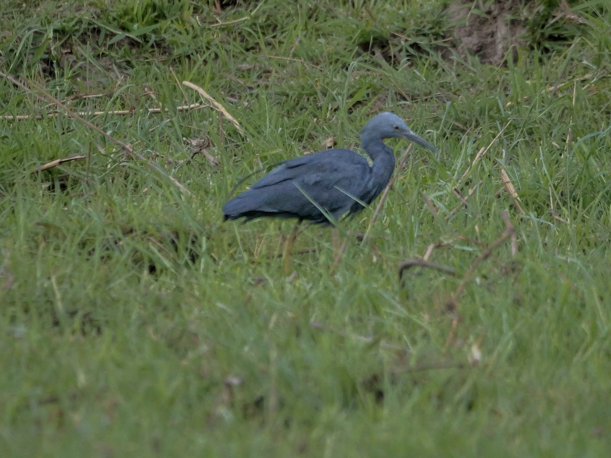 Braunkehlreiher - ML645472981