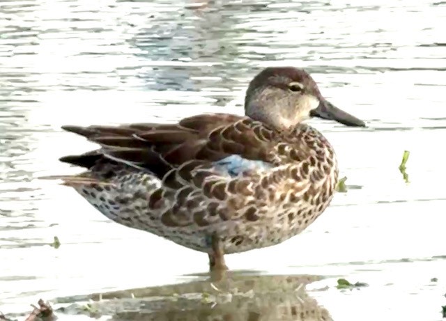 Zertzeta hegalurdina - ML645472983